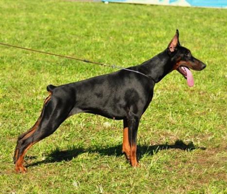 Vera Verona di Perlanera | Black Doberman Pinscher