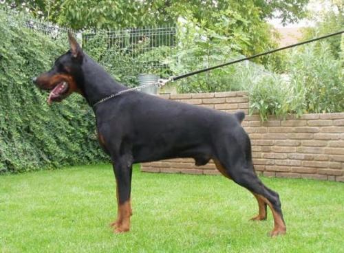 Unico di Perlanera | Black Doberman Pinscher