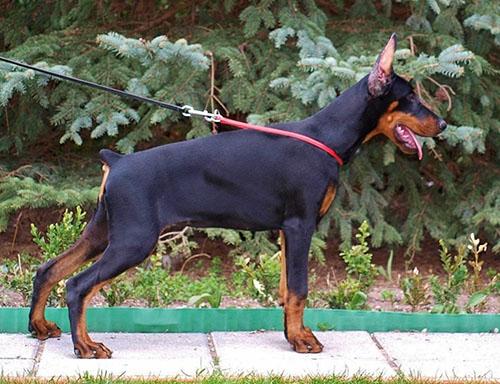 Una Crystal di Perlanera | Black Doberman Pinscher