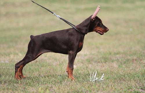 Regatta Re' di Perlanera | Brown Doberman Pinscher