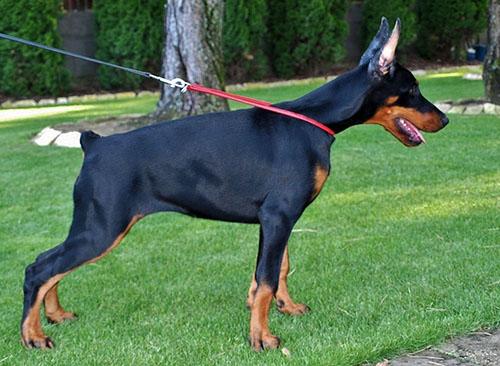 Scara Scarlett di Perlanera | Black Doberman Pinscher