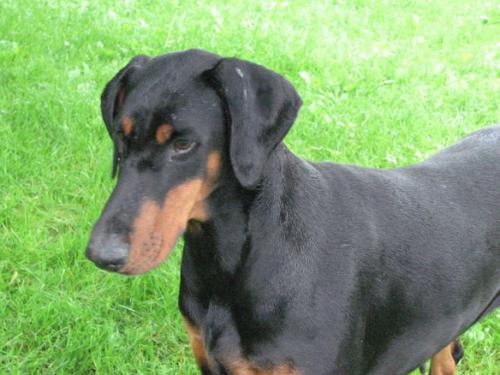 Fabiola de la Vallee de Pissevin | Black Doberman Pinscher