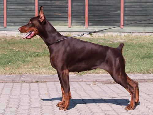 Sant Kreal Jantarnaya Skazka | Brown Doberman Pinscher