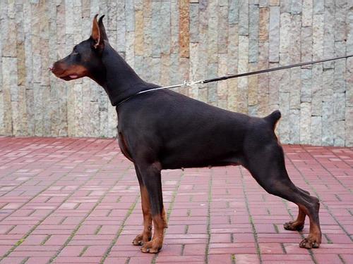 Sant Kreal Jamaha | Brown Doberman Pinscher