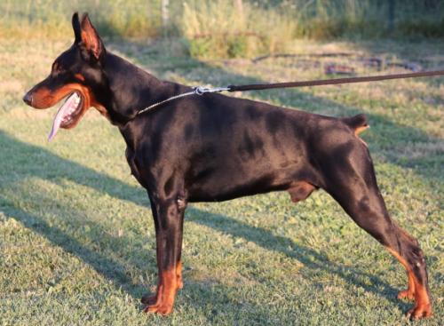 Sant Kreal Cingun | Black Doberman Pinscher