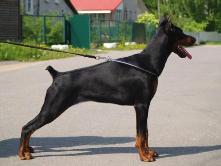 Sant Kreal Diadema | Black Doberman Pinscher