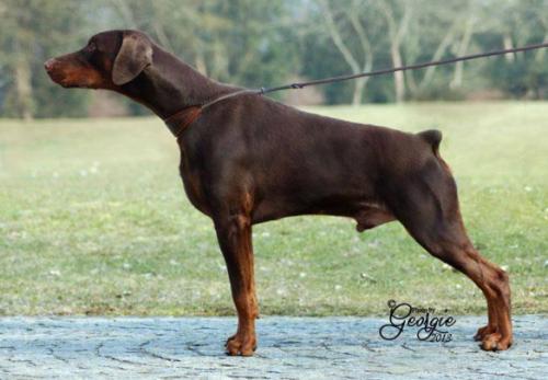 Hercules Wot a Thriller | Brown Doberman Pinscher