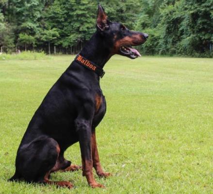 Balboa di Esposito | Black Doberman Pinscher