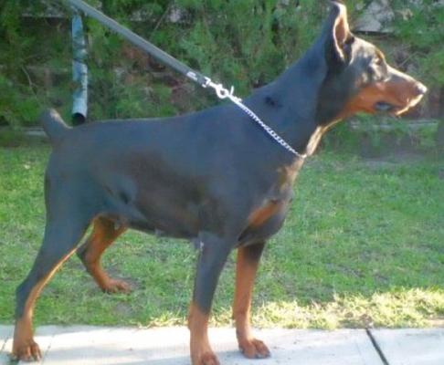 Cassandra di Esposito | Black Doberman Pinscher