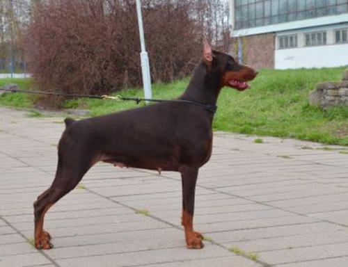 Kalipso Goddess Dangerous Beauty | Brown Doberman Pinscher