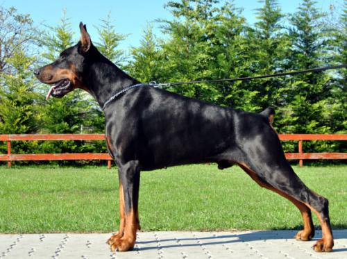 Tahi-Reme Dali | Black Doberman Pinscher