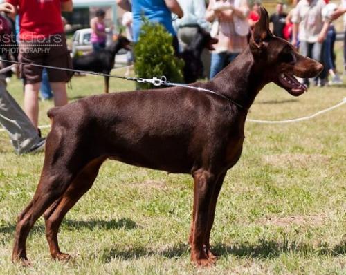 Niki Nova Tejat Posterior | Brown Doberman Pinscher