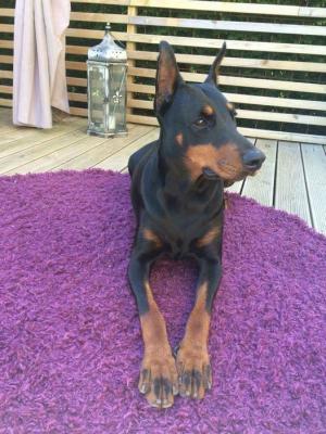 Marsha Maty Tejat Posterior | Black Doberman Pinscher