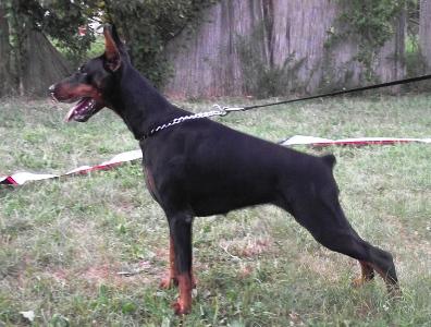 Jadira Black Iron Warrior | Black Doberman Pinscher