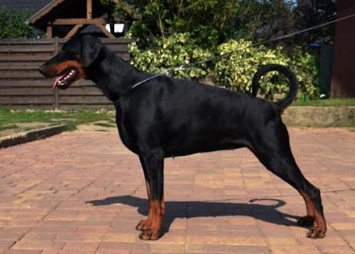 Belladonna v.d. Dobiaue | Black Doberman Pinscher