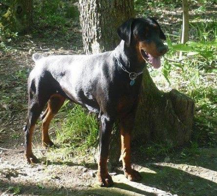 Eldob (LOF 81977) | Black Doberman Pinscher