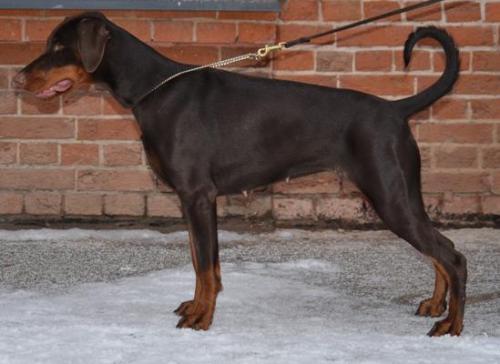 Hamavari v. Haus Erfullungen Vunschen | Brown Doberman Pinscher