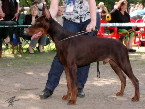 Hart  v. Haus Erfullungen Vunschen | Brown Doberman Pinscher