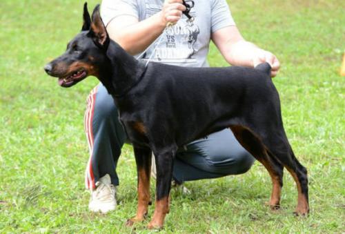 Horvatiya v. Haus Erfullungen Vunschen | Black Doberman Pinscher