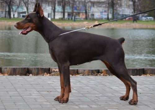 Ulrika v. Haus Erfullungen Vunschen | Brown Doberman Pinscher