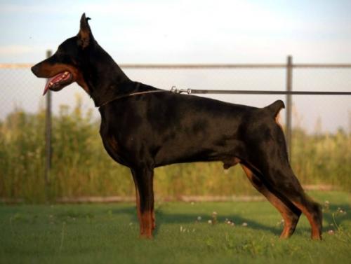 Yustas v. Haus Erfullungen Vunschen | Black Doberman Pinscher