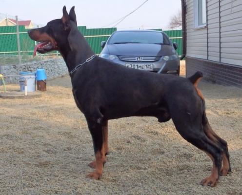 Yuvelir v. Haus Erfullungen Vunschen | Black Doberman Pinscher