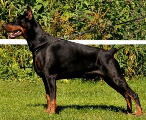 Yudenich v. Haus Erfullungen Vunschen | Black Doberman Pinscher