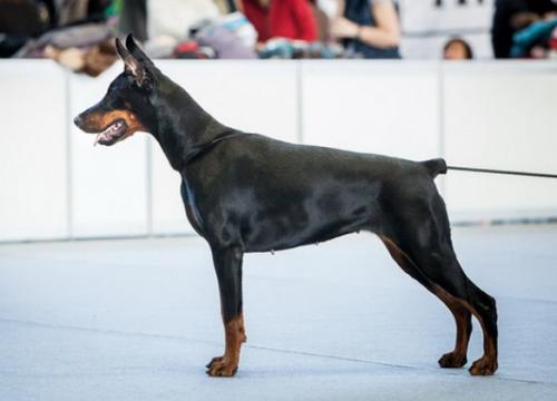 Yurmala v. Haus Erfullungen Vunschen | Black Doberman Pinscher