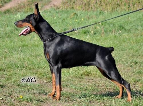 Veronika del Mediano | Black Doberman Pinscher