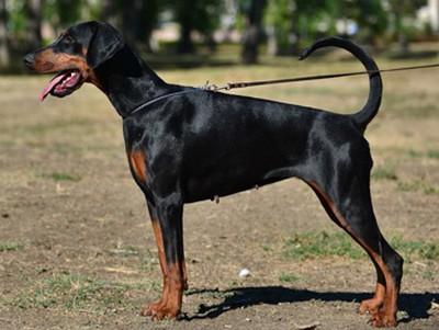 Lambada di Altobello | Black Doberman Pinscher