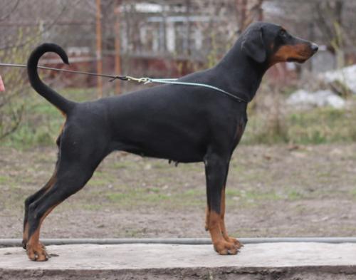 Smart Wood Hills Koh-I-Noor | Black Doberman Pinscher