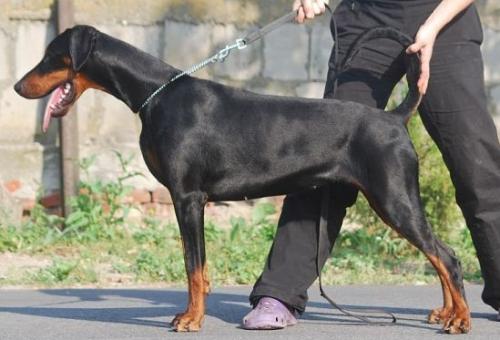 Reyva Rida Akagera | Black Doberman Pinscher