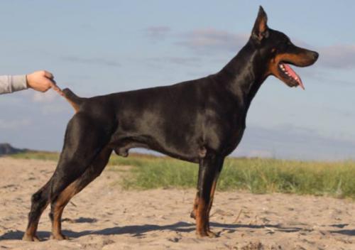 Santa Julf Jurgant | Black Doberman Pinscher