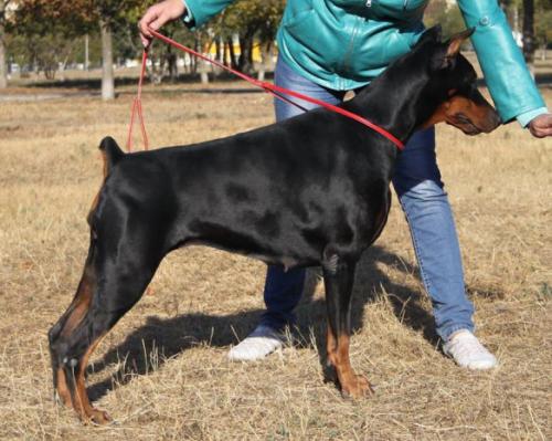 Santa Julf Chile | Black Doberman Pinscher