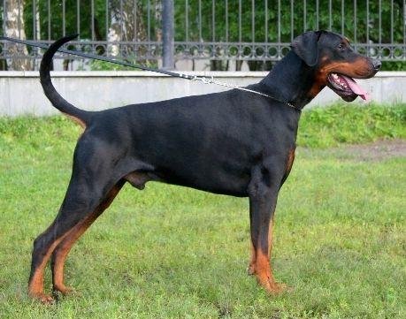 Teraline Thor | Black Doberman Pinscher