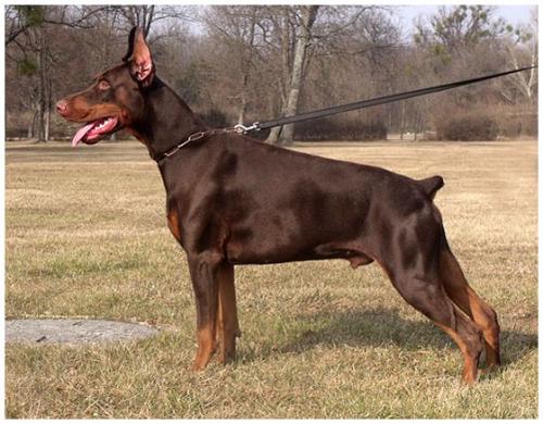 Bono de la Scytha | Brown Doberman Pinscher