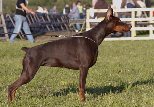 Smart Wood Hills Sangria | Brown Doberman Pinscher