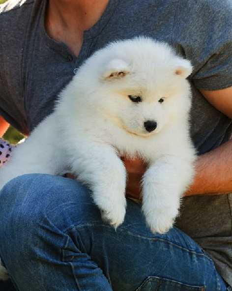 KATE EXELENT BEAUTY | Samoyed 