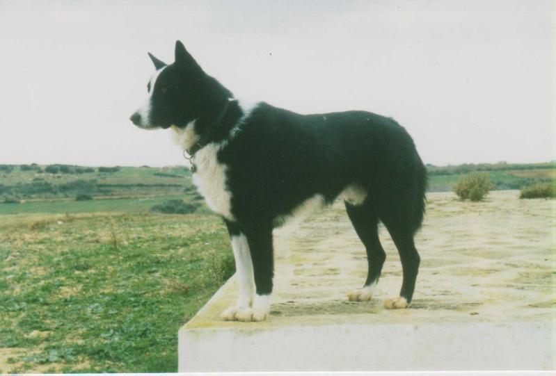 CATO Nalle | Karelian Bear Dog 