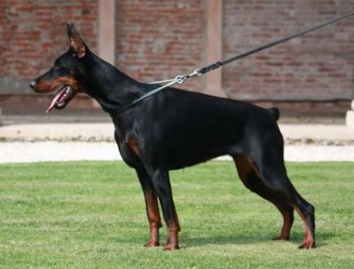 Goldeneye v. Hunnoterra | Black Doberman Pinscher