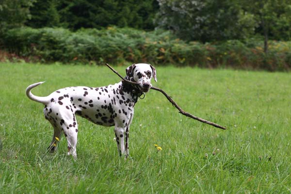 Brown Beluga of Wolfcubs | Dalmatian 