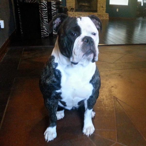 Donaldson's Harlie Quinn | Olde English Bulldogge 