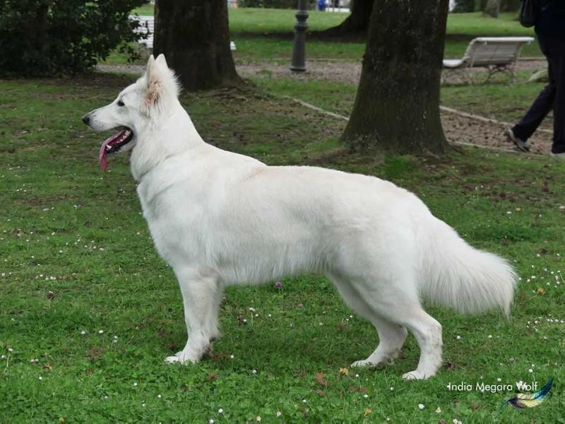 india megara wolf (isbilia) | White Swiss Shepherd Dog 