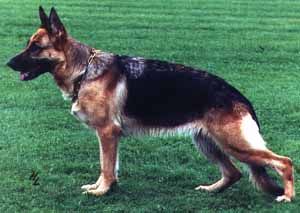 Nena vom Haus Dexel | German Shepherd Dog 