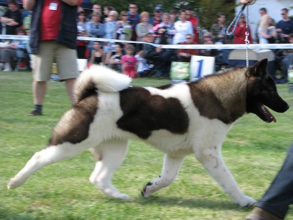 Woorlock Ragdoll-Baby | Akita 