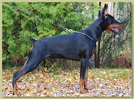 Smart Wood Hills Santyaga | Black Doberman Pinscher