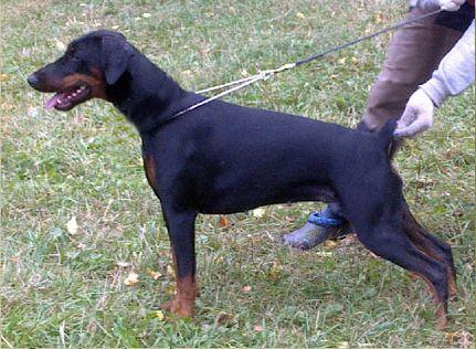 Smart Wood Hills Siena | Black Doberman Pinscher