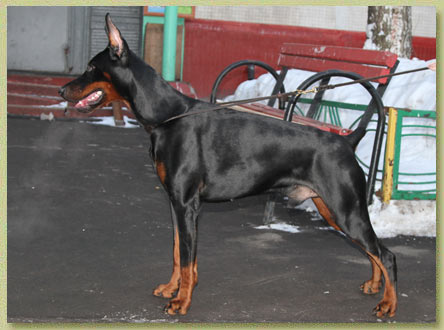 Smart Wood Hills Solaris | Black Doberman Pinscher