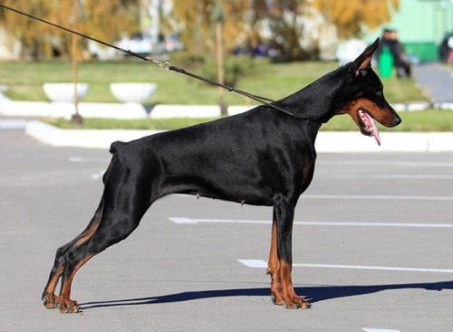 Bastet s Bolshoy Volgi | Black Doberman Pinscher