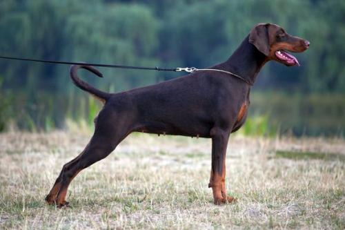 Smart Wood Hills Zoloto | Brown Doberman Pinscher